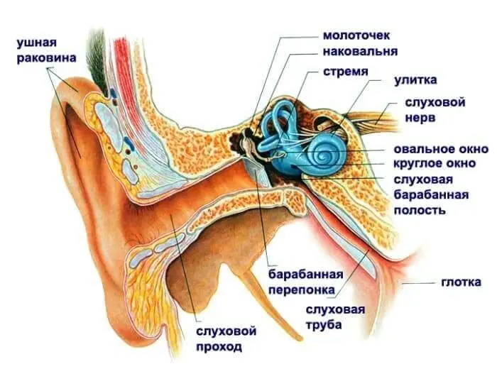 Що таке шум у вухах і чому він виникає